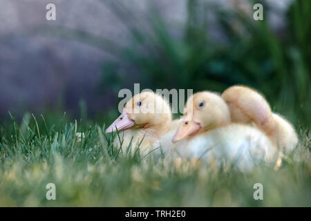 Three nice  ducklings rest on the grass and warmed up in the sun Stock Photo