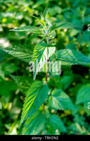 Urtica dioica, Common nettle or stinging nettle, fresh new leaves Stock Photo