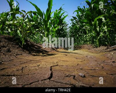 cracks in the soil in a cornfield Stock Photo