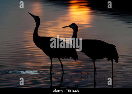 Greater sandhill crane pair (Antigone canadensis tabida) wading in pond at sunset Stock Photo