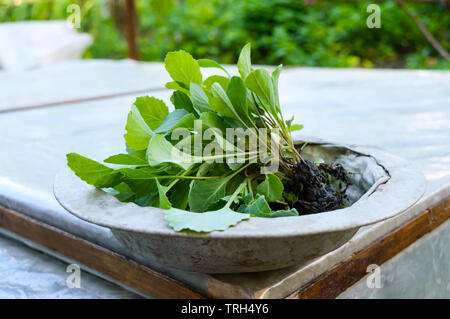 Young sprouts of cabbage in an old vintage bowl on the nature. Planting seedlings in open ground. Spring-summer work in the garden. Gardening. Stock Photo