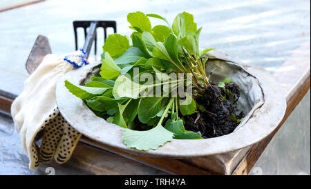 Young sprouts of cabbage in an old vintage bowl on the nature. Planting seedlings in open ground. Spring-summer work in the garden. Gardening. Stock Photo