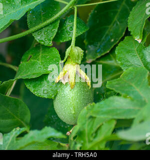 Fruit of the Passiflora (Passion Fruit) vine emerges from a blossom Stock Photo