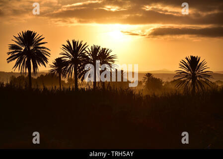 Sunset through date palms in an oasis at Souss Massa Nationalpark,  southern Morocco Stock Photo