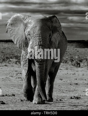 low angle head on close up view of an elephant bull, Loxodonta africana walking with storm clouds  behind.  Addo Elephant Park  South Africa Stock Photo