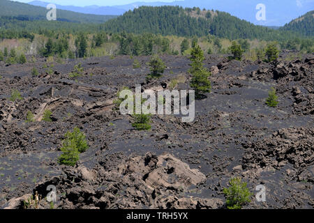 Weathered and wind shaped Pine trees PINUS PINEA on the northern slope of Mount Etna, the highest and most active volcano in Europe, Sicily, Italy Stock Photo