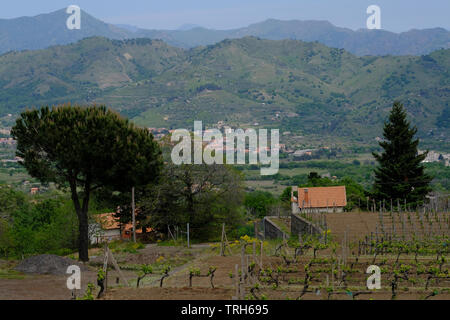 Rows of olive trees, vines and wheat next to a rural farmhouse in Sicily, Italy Stock Photo