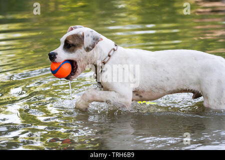 White Bulldog type puppy fetching a ball in the water Stock Photo