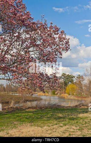 Saucer magnolia bloom. Flowering tree in Spring. Latin name: Magnolia ...