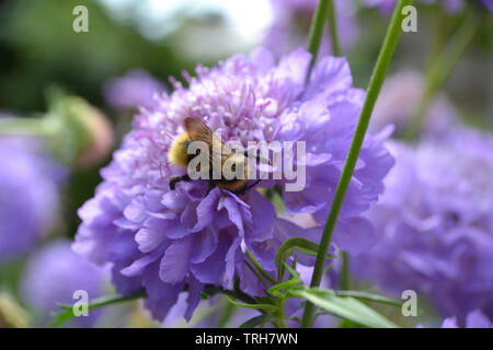 Scabious blue cockade, Scabiosa atropurpurea, Blue Cockade Stock Photo