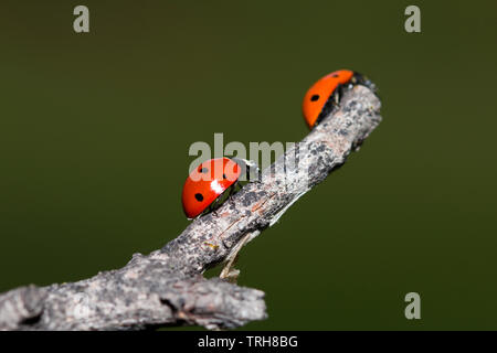 Ladybugs on a dry branch of a tree. Small red insects on dry plant. love and meet concept Stock Photo