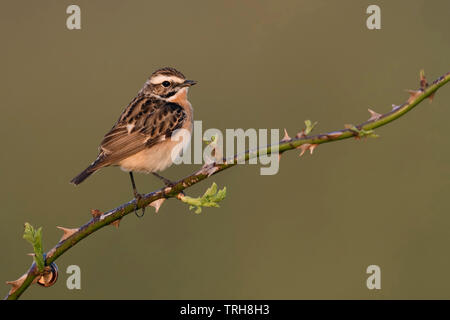 Whinchat / Braunkehlchen ( Saxicola rubetra ), male in breeding dress, perched on a twig, blackberry tendril, first morning light, rare bird of open l Stock Photo