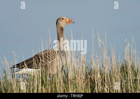 Greylag Goose / Graugans ( Anser anser ), one adult, standing on top of a little hill, calling, early morning light, wildlife, Europe. Stock Photo
