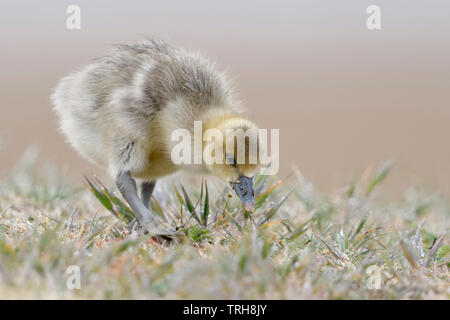 Greylag Goose / Graugans ( Anser anser ), young chick, few days old, animal child, animal children, searching for food, looks cute, wildlife, Europe. Stock Photo