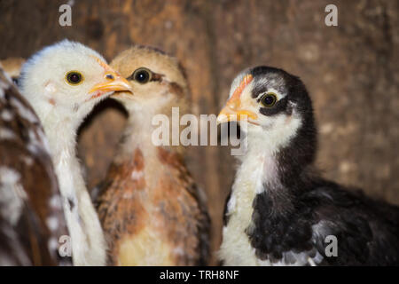 Three fledglings of the breed Stoapiperl/ Steinhendl, a critically endangered chicken breed from Austria, in the stable Stock Photo