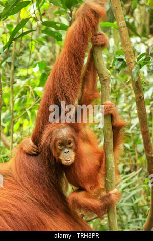 Baby Sumatran orangutan next to its mother n Gunung Leuser National Park, Sumatra, Indonesia. Sumatran orangutan is endemic to the north of Sumatra an Stock Photo