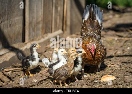 Mother hen and her fledglings of the breed Three fledglings of the breed Stoapiperl/ Steinhendl, a critically endangered chicken breed from Austria Stock Photo