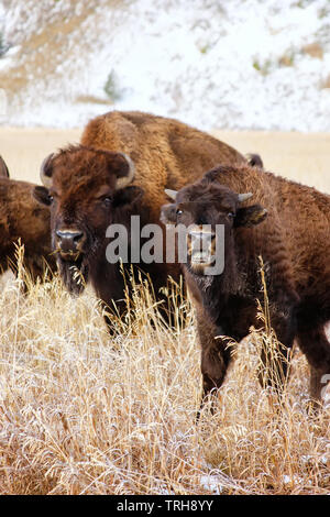 Bison standing in a field during fall, Grand Teton National Park, Wyoming, USA Stock Photo