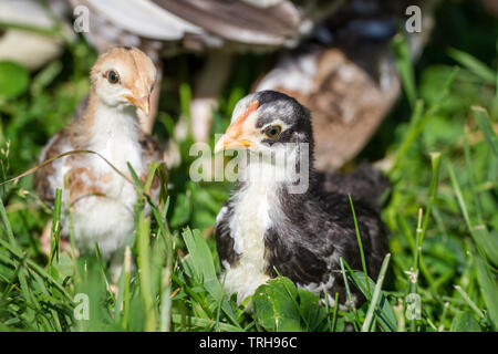 Two fledglings of the breed Stoapiperl/ Steinhendl, a critically endangered chicken breed from Austria, in the meadow Stock Photo