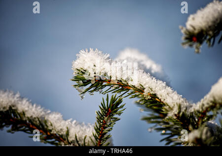 Hoar Frost on a Pine Tree in Winter Stock Photo