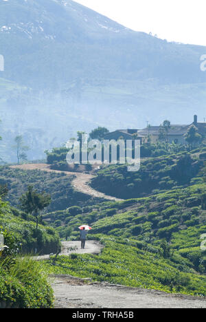 A worker walks along a road in a tea estate in the Dimbula district, Sri Lanka. The region produces some of Sri Lanka's finest tea. Stock Photo