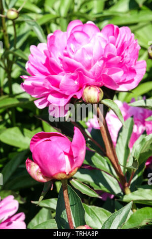 Pink Peony bud and flower Stock Photo