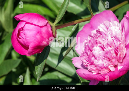 Peony bud opening flower Stock Photo