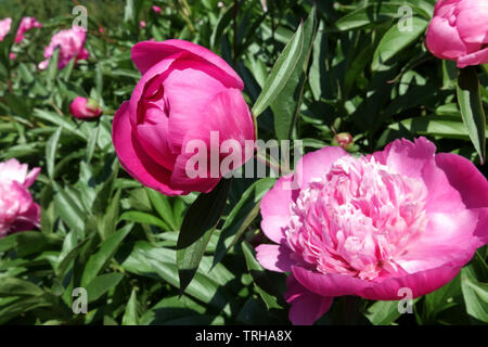 Peony bud flowers Stock Photo