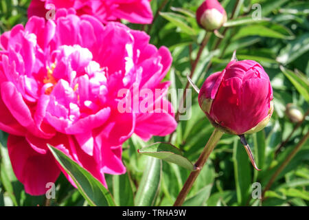 Pink peony flower Stock Photo