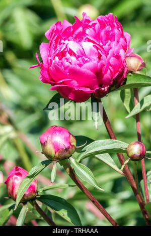 Peony bud, flower open Stock Photo