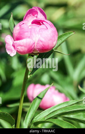 Peony bud, flower open Stock Photo