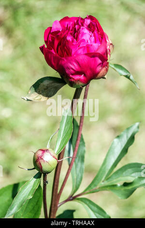 Peony bud, flower open Stock Photo