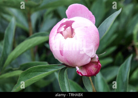 Pink Peony Bowl of Beauty bud open Stock Photo