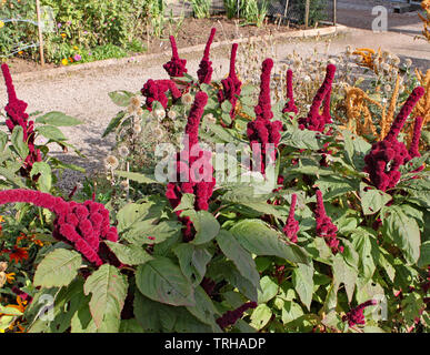 Amaranthus gangeticus or Elephant Head growing in an English country garden. Stock Photo