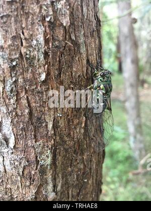 The chorus cicada, Amphipsalta zelandica,  a common species of cicada in New Zealand. Stock Photo