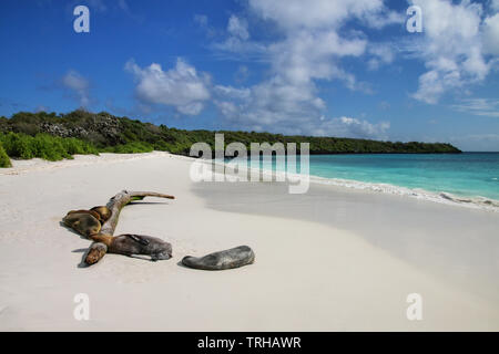 Group of Galapagos sea lions resting on sandy beach in Gardner Bay, Espanola Island, Galapagos National park, Ecuador. These sea lions exclusively bre Stock Photo