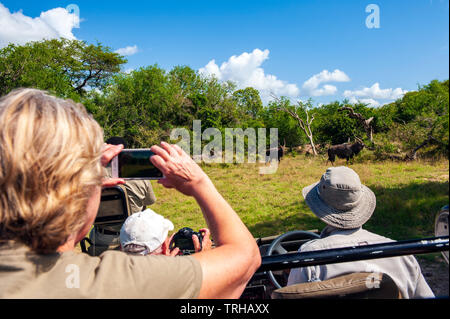 Tourists watch wildebeests on safari at the Phinda Private Game Reserve, an andBeyond owned nature reserve in eastern South Africa. Stock Photo