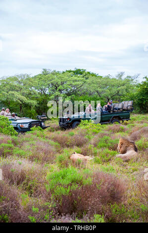 at the Phinda Private Game Reserve, an andBeyond owned nature reserve in eastern South Africa. Hotel and safari owner and operator, andBeyond uses fun Stock Photo