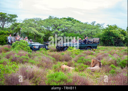 Tourists watch two wild lions while on safari at the Phinda Private Game Reserve, an andBeyond owned nature reserve in eastern South Africa. Stock Photo