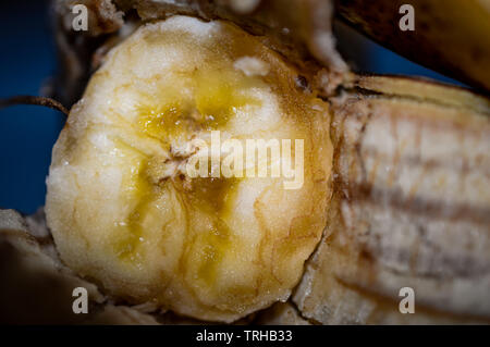 Mouldy yellow banana fruit closeup on a blue kitchen plate showing rotting browning peel and over ripe banana flesh Stock Photo