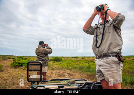 A tracker and guide looking for big game at the Phinda Private Game Reserve, an andBeyond owned nature reserve in South Africa. Stock Photo