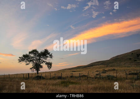 Lone tree at sunrise, North Platte River valley, western Nebraska, USA Stock Photo