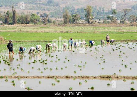 Farmers planting rice paddy in a field near Chiang Mai, Thailand Stock Photo