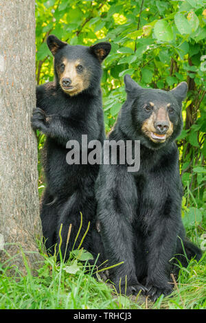 Pair of American Black Bears (Ursus americanus), Woodland, Eastern United States, by Bill Lea/Dembinsky Photo Assoc
