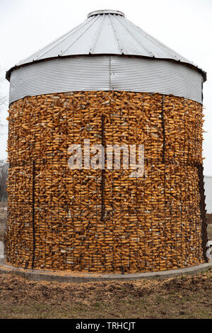 Field corn stored in crib, Amish farm, Indiana, by James D Coppinger/Dembinsky Photo Assoc Stock Photo