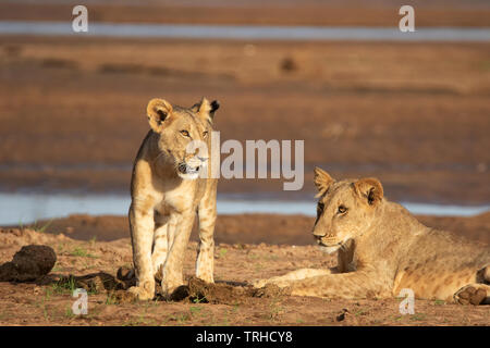 African Lions, resting on bed of Ewaso nyiro river, dry season, Samburu National Reserve, Kenya, E. Africa, by Gitau Kabue/Dembinsky Photo Assoc Stock Photo