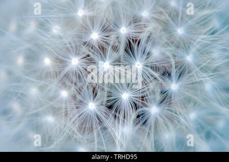 Close up of a dandelion seed head Stock Photo