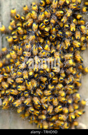 Baby Garden spiders, Araneus diadematus or cross orbweaver. Stock Photo