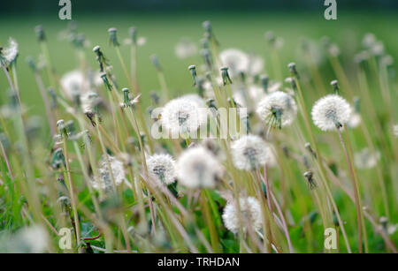 Dandelion seed head Stock Photo