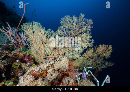 Species-rich Coral Reef, Tufi, Solomon Sea, Papua New Guinea Stock Photo